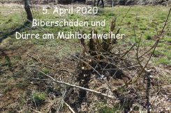 Bild6